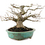 Corylopsis spicata, 13,5 cm, ± 20 years old, in a handmade Japanese pot by Eime Yozan