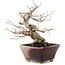 Corylopsis spicata, 18,5 cm, ± 20 years old, in a handmade Japanese pot by Bonsai