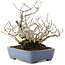 Corylopsis spicata, 18,5 cm, ± 20 years old, in a handmade Japanese pot by Yamafusa