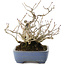 Corylopsis spicata, 18,5 cm, ± 20 years old, in a handmade Japanese pot by Yamafusa