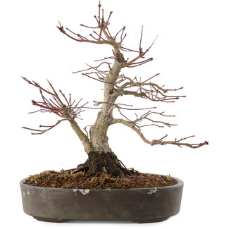 Acer palmatum, 23 cm, ± 25 años