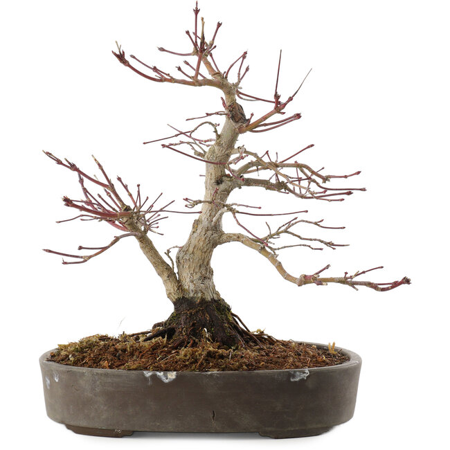 Acer palmatum, 23 cm, ± 25 anni