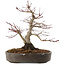 Acer palmatum, 23 cm, ± 25 anni
