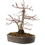 Acer palmatum, 23 cm, ± 25 anni