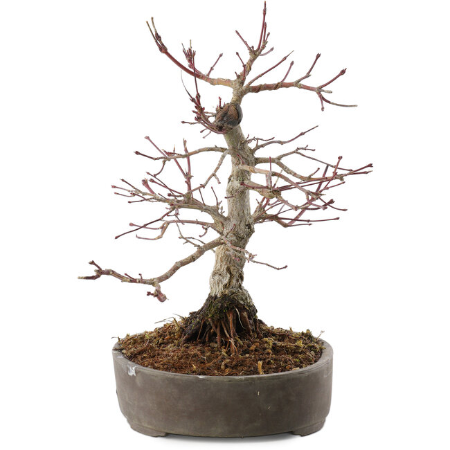 Acer palmatum, 23 cm, ± 25 jaar oud