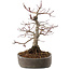 Acer palmatum, 23 cm, ± 25 anni