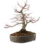 Acer palmatum, 23 cm, ± 25 jaar oud
