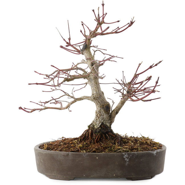 Acer palmatum, 23 cm, ± 25 anni