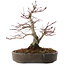 Acer palmatum, 23 cm, ± 25 jaar oud