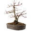 Acer palmatum, 23 cm, ± 25 ans