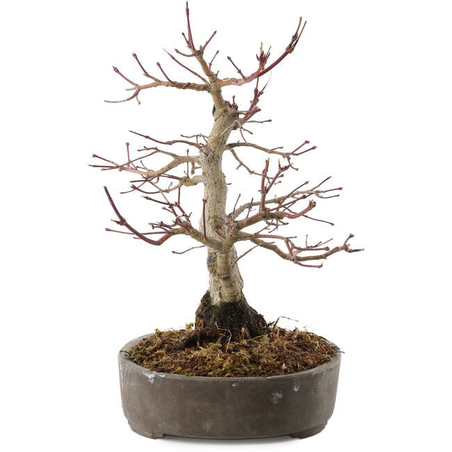 Acer palmatum, 23 cm, ± 25 years old