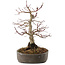 Acer palmatum, 23 cm, ± 25 anni