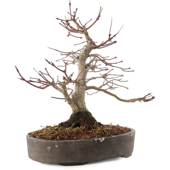 Acer palmatum, 23 cm, ± 25 jaar oud