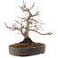 Acer palmatum, 23 cm, ± 25 años