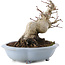 Acer palmatum, 12,5 cm, ± 30 years old