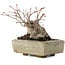 Acer palmatum, 10 cm, ± 25 years old, in a broken pot