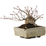 Acer palmatum, 10 cm, ± 25 years old, in a broken pot