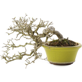 Ligustrum, 18,5 cm, ± 20 years old