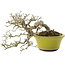 Ligustrum, 18,5 cm, ± 20 Jahre alt