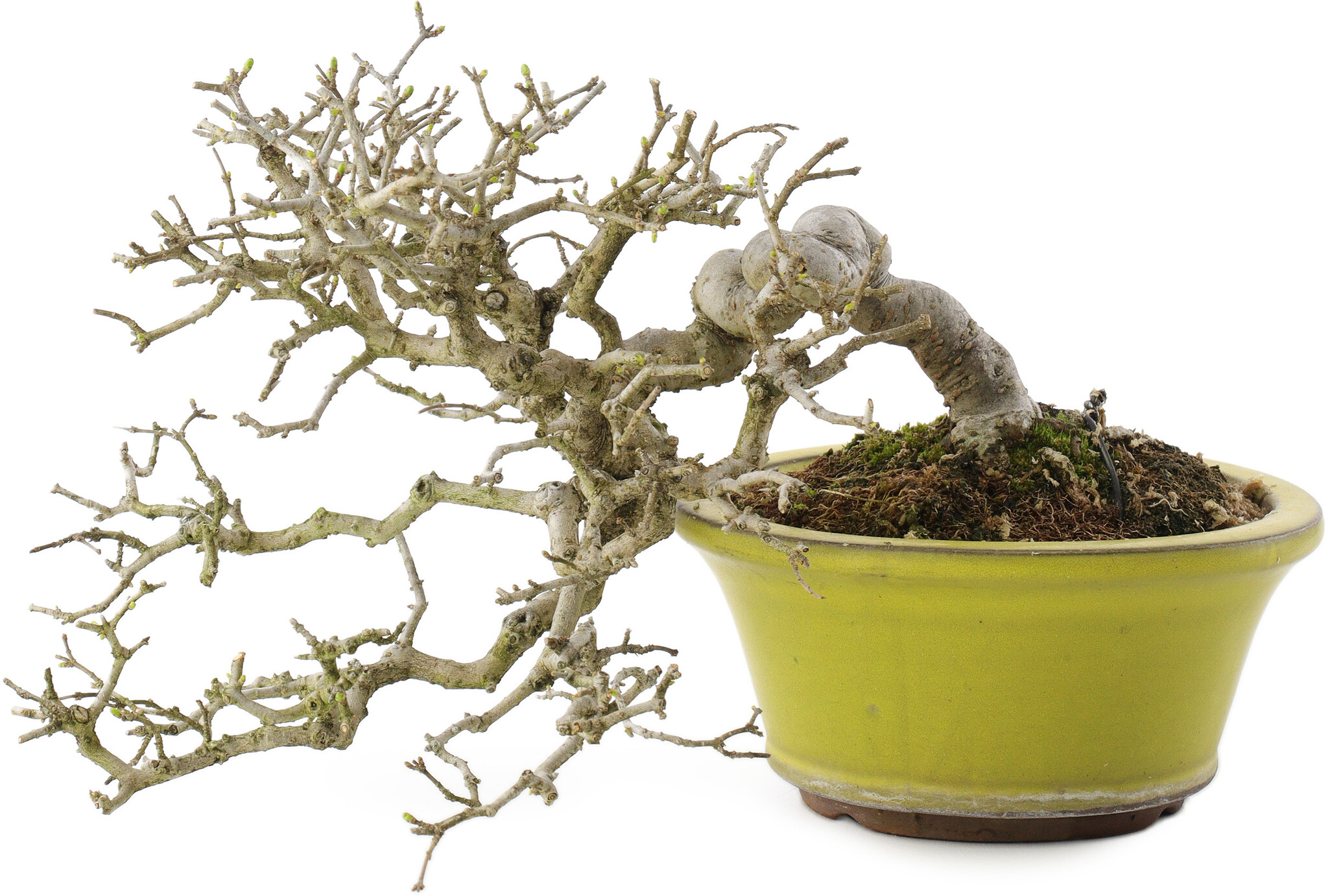 Ligustrum, 18,5 cm,  20 Jahre alt - Bonsai Plaza
