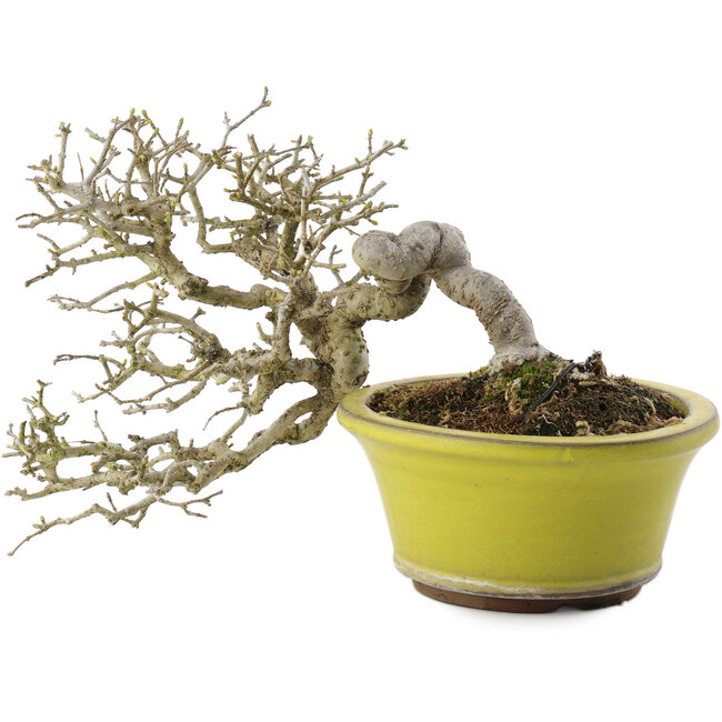 Ligustrum, 18,5 cm, ± 20 anni