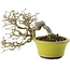 Ligustrum, 18,5 cm, ± 20 ans