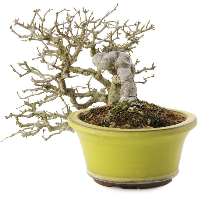Ligustrum, 18,5 cm, ± 20 ans