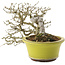 Ligustrum, 18,5 cm, ± 20 Jahre alt