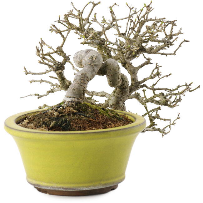 Ligustrum, 18,5 cm, ± 20 jaar oud