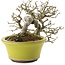 Ligustrum, 18,5 cm, ± 20 jaar oud