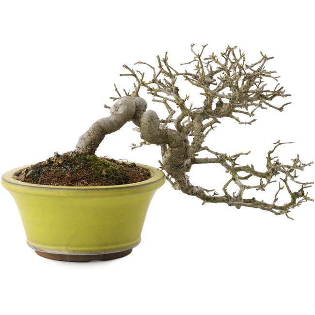 Ligustrum, 18,5 cm, ± 20 anni