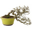 Ligustrum, 18,5 cm, ± 20 Jahre alt