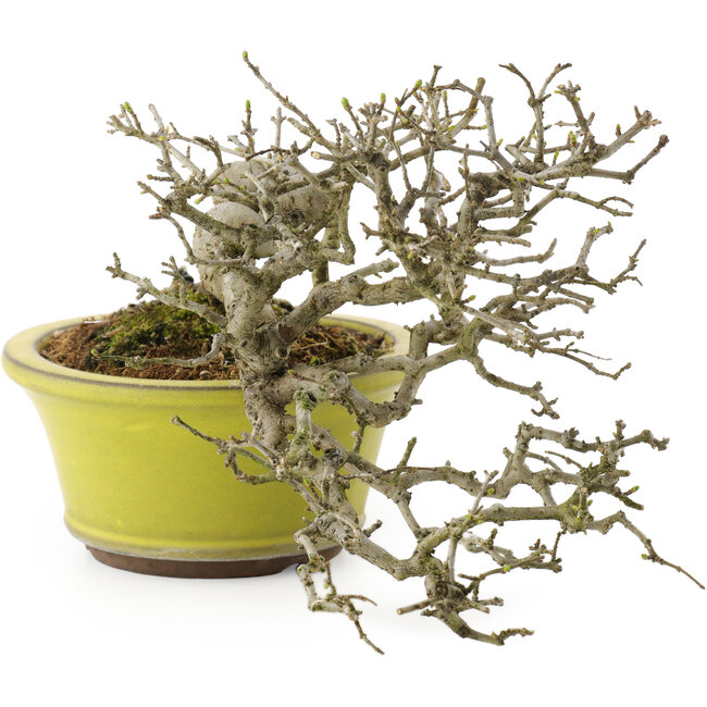 Ligustrum, 18,5 cm, ± 20 ans