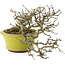 Ligustrum, 18,5 cm, ± 20 Jahre alt