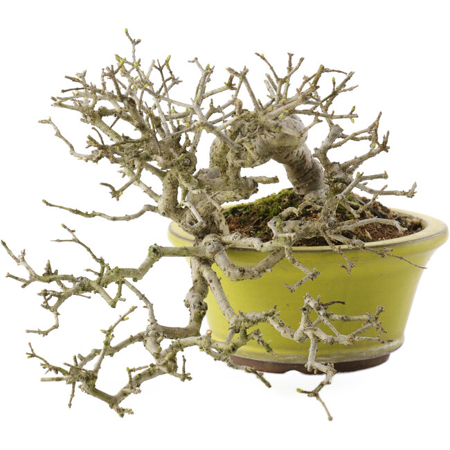 Ligustrum, 18,5 cm, ± 20 ans