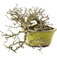 Ligustrum, 18,5 cm, ± 20 anni