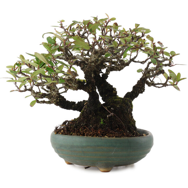 Pyracantha, 18,5 cm, ± 20 jaar oud