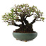 Pyracantha, 18,5 cm, ± 20 ans