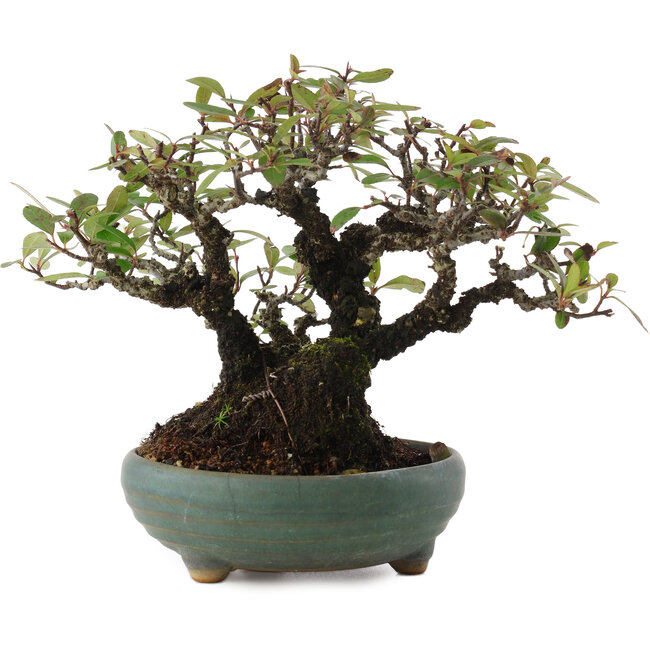 Pyracantha, 18,5 cm, ± 20 anni