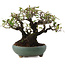 Pyracantha, 18,5 cm, ± 20 ans