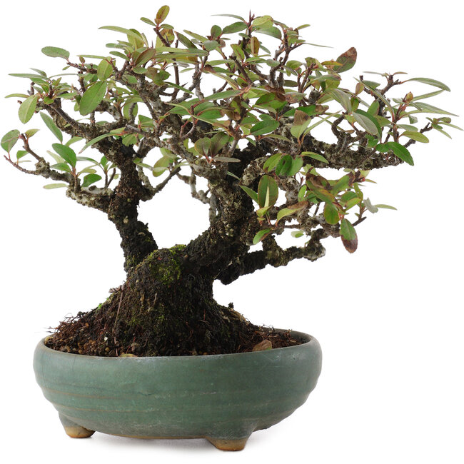 Pyracanta, 18,5 cm, ± 20 años