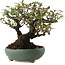 Pyracantha, 18,5 cm, ± 20 ans