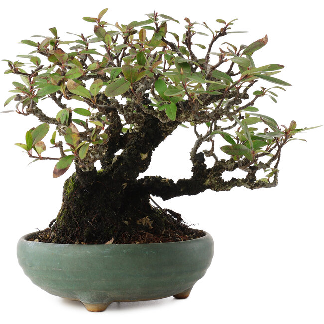 Pyracantha, 18,5 cm, ± 20 ans