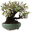 Pyracantha, 18,5 cm, ± 20 anni