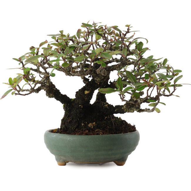 Pyracantha, 18,5 cm, ± 20 Jahre alt