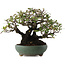 Pyracantha, 18,5 cm, ± 20 ans