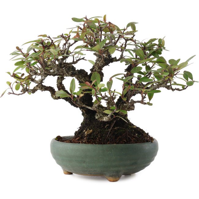 Pyracantha, 18,5 cm, ± 20 jaar oud