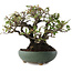 Pyracantha, 18,5 cm, ± 20 ans