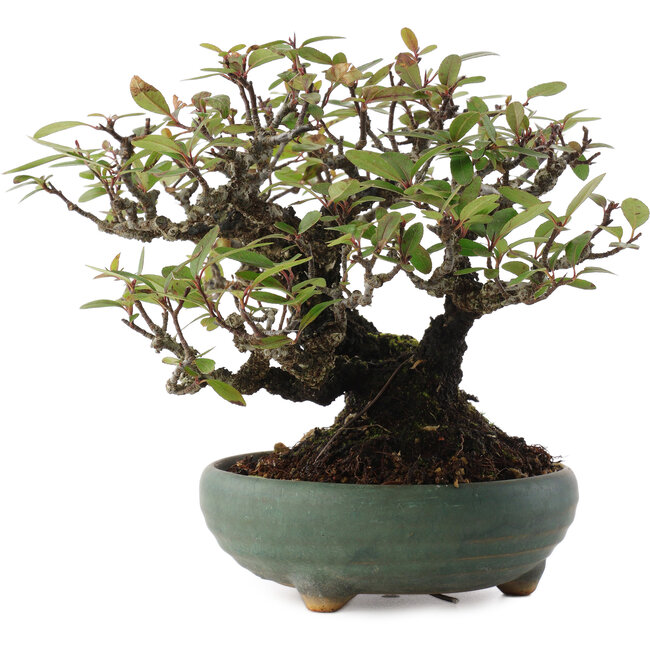 Pyracanta, 18,5 cm, ± 20 años