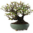 Pyracantha, 18,5 cm, ± 20 ans